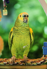 Image showing Green parrot