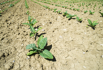 Image showing Plantation of young tobacco plants