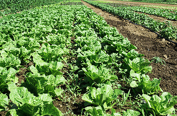 Image showing Plantations with lettuce