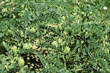 Image showing Chickpeas plantation