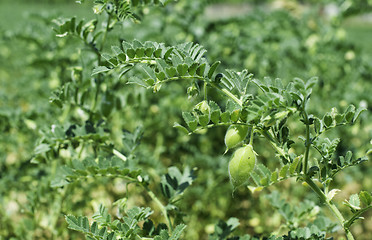 Image showing Chickpeas plantation