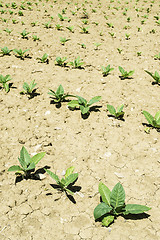 Image showing Plantation of young tobacco plants