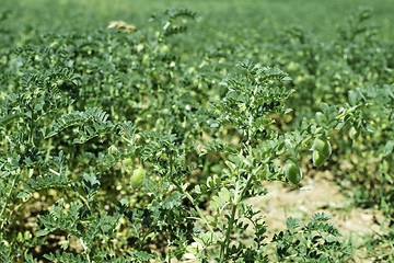 Image showing Chickpeas plantation