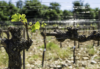 Image showing Budding vineyards