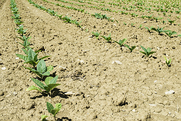 Image showing Plantation of young tobacco plants