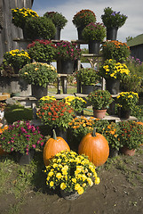 Image showing pumpkins and mums