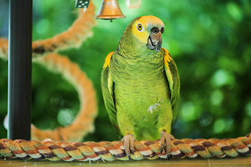 Image showing Green parrot