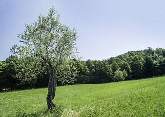 Image showing Olive tree in Italy