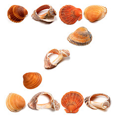 Image showing Letter Z composed of seashells