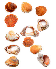 Image showing Letter R composed of seashells