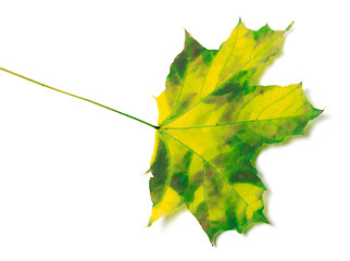 Image showing Yellowed maple-leaf