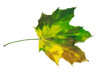 Image showing Multicolor maple-leaf