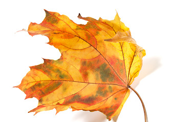 Image showing Yellowed autumn maple-leaf 