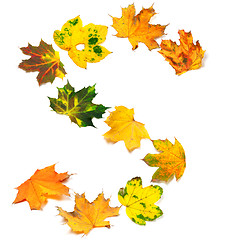 Image showing Letter S composed of autumn maple leafs