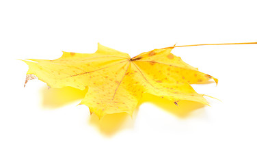 Image showing Yellow maple leaf on white background