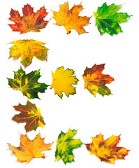 Image showing Letter E composed of autumn maple leafs