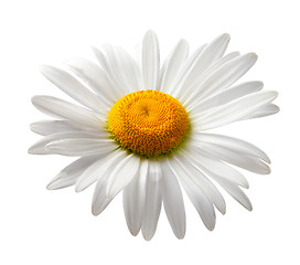 Image showing Chamomile isolated on white background