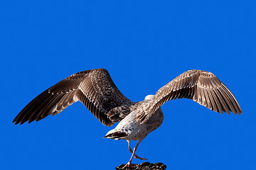 Image showing Soaring seagull