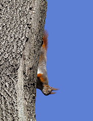 Image showing Red squirrel play on tree