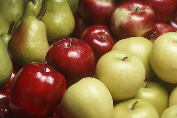Image showing Variety of apples and Bartlet pears 