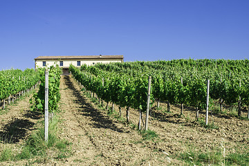 Image showing Vine plantations and farmhouse in Italy