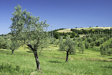 Image showing Olive trees in Italy