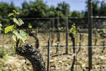 Image showing Budding vineyards