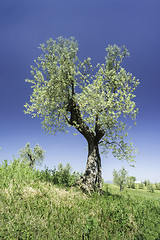 Image showing Olive tree in Italy