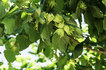 Image showing  Branch with hazelnuts