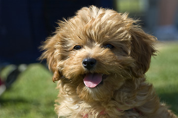 Image showing Ruby the Cavoodle