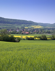 Image showing Canola fields