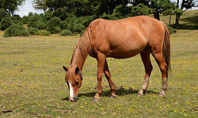 Image showing New Forest pony in the sunshine