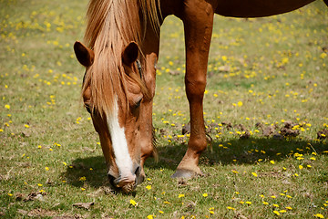 Image showing Chestnut pony in the New Forest 