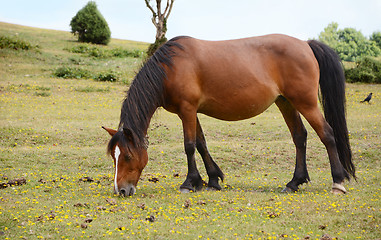 Image showing Bay pony in foal grazing in the New Forest