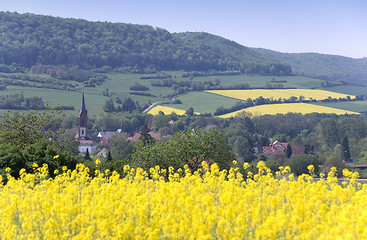 Image showing Canola fields