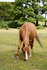 Image showing Chestnut pony grazes in the New Forest