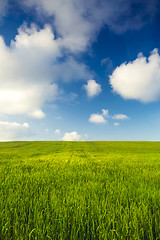 Image showing Beautiful green landscape