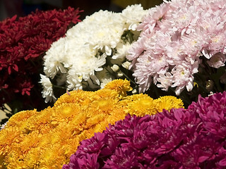 Image showing Colourful flowers
