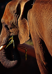 Image showing Elephant