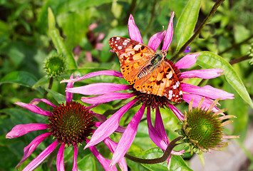 Image showing Beautiful butterfly on a bright flower of an ekhinotseiya.