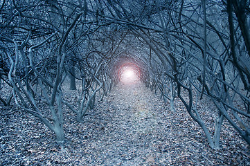 Image showing Surreal arch-like trees in a muted dreamlike woods