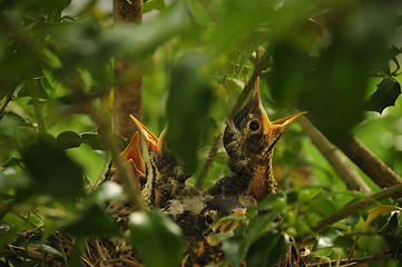 Image showing Baby birds calling from nest