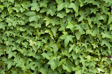 Image showing Ivy on a Wall