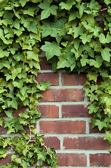 Image showing Ivy on a red brick wall 