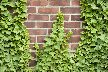 Image showing Ivy growing up a brick wall