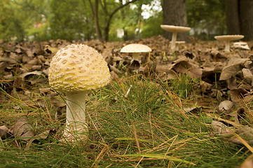 Image showing Wild Mushroom