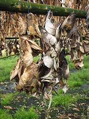 Image showing Drying fish, Iceland