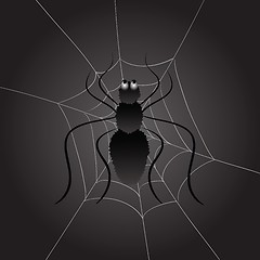 Image showing black spider