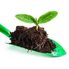 Image showing Young plant on gardening tool