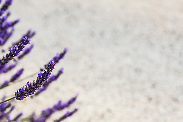 Image showing Lavander field